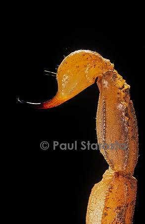 Buthus occitanus (scorpion languedocien) - dard.