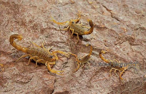 Buthus occitanus (scorpion languedocien) - de différentes tailles