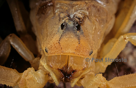Buthus occitanus (scorpion languedocien) - détail
