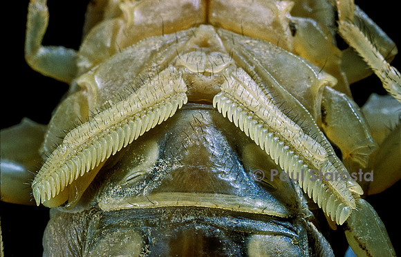 Buthus occitanus (scorpion languedocien) - peignes
