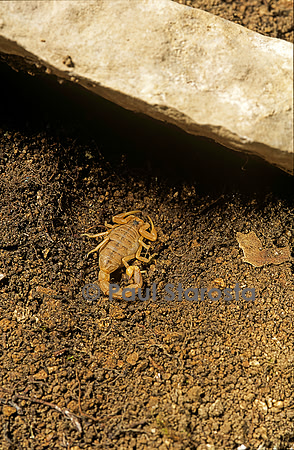 Buthus occitanus (scorpion languedocien) - sous une pierre