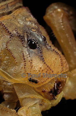 Buthus occitanus (scorpion languedocien) - yeux