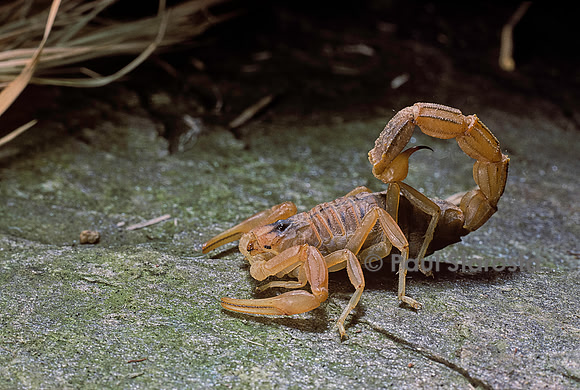 Buthus occitanus (scorpion languedocien)