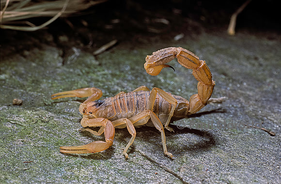 Buthus occitanus (scorpion languedocien)