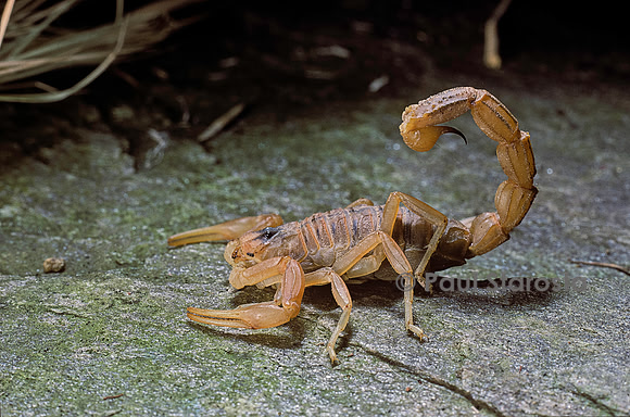 Buthus occitanus (scorpion languedocien)