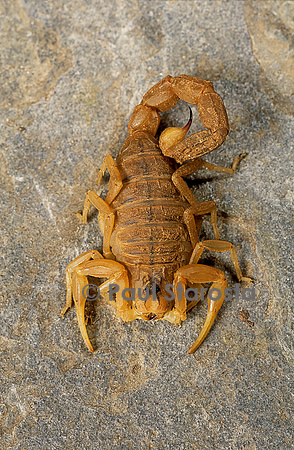 Buthus occitanus (scorpion languedocien)