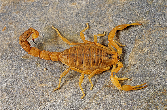 Buthus occitanus (scorpion languedocien)