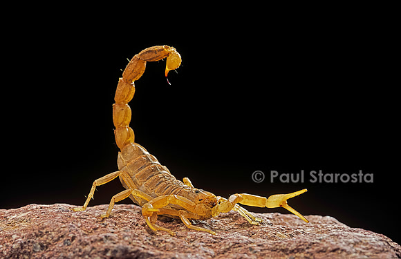 Buthus occitanus (scorpion languedocien)