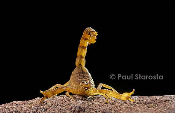 Buthus occitanus (scorpion languedocien)