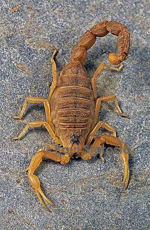 Buthus occitanus (scorpion languedocien)