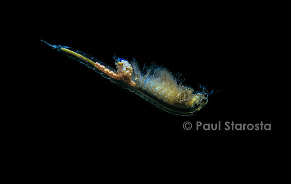 Artemia salina (artémie)