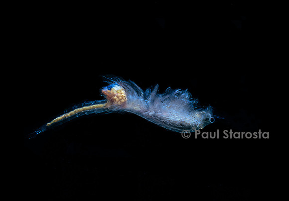 Artemia salina (artémie)