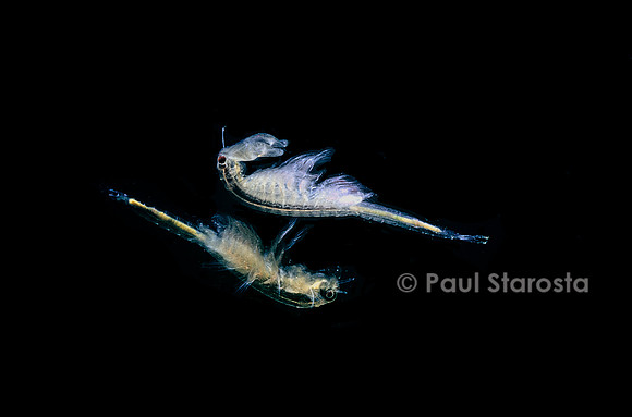 Artemia salina (artémie)