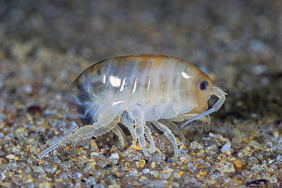 Talitrus saltator (puce de mer; talitre)
