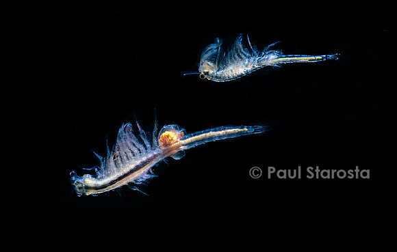 Artemia salina (artémie)