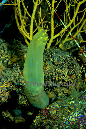 Ciona intestinalis (cione)