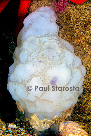 Phallusia mammillata (ascidie blanche, ascidie bosselée)