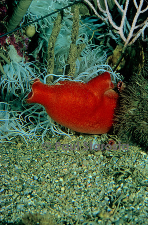 Halocynthia papillosa (Ascidie rouge, outre de mer, vioulet rouge)