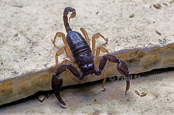 Euscorpius flavicaudis (scorpion à queue jaune)