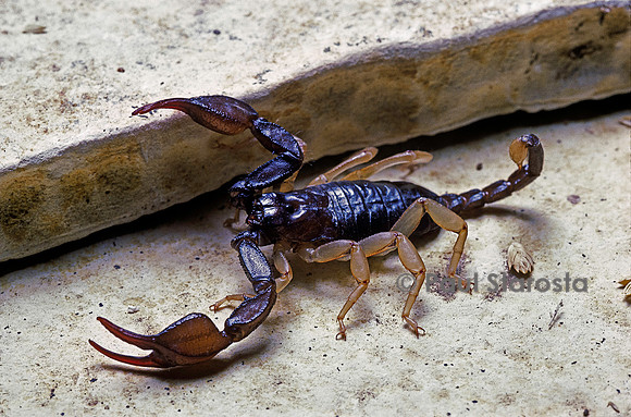 Euscorpius flavicaudis (scorpion à queue jaune)