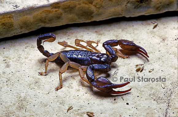 Euscorpius flavicaudis (scorpion à queue jaune)