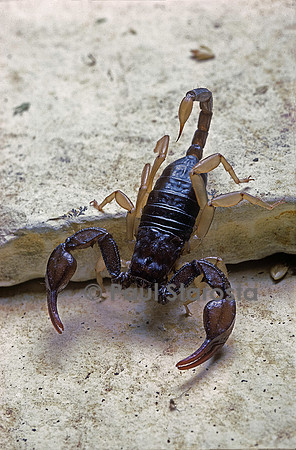 Euscorpius flavicaudis (scorpion à queue jaune)