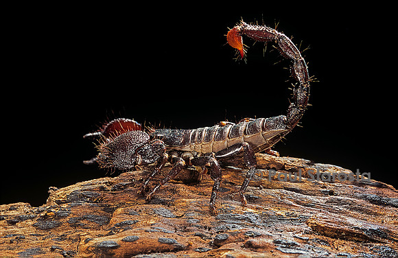 Pandinus imperator