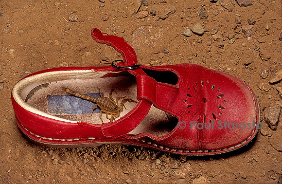 Scorpion dans une chaussure
