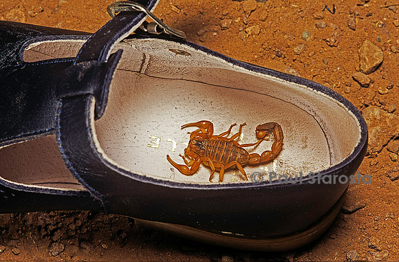 Scorpion dans une chaussure