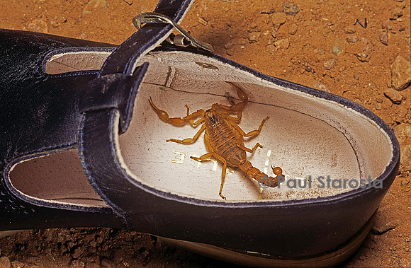 Scorpion dans une chaussure