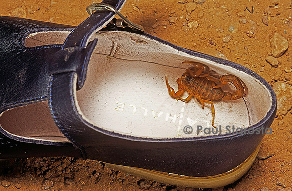 Scorpion dans une chaussure
