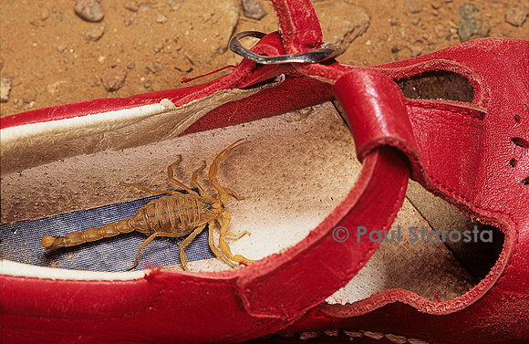 Scorpion dans une chaussure