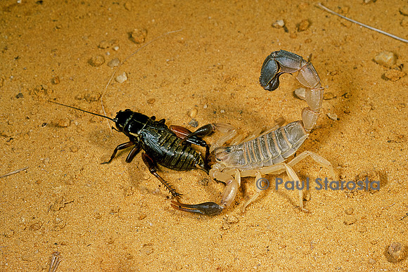 Androctonus australis - ayant capturé un grillon
