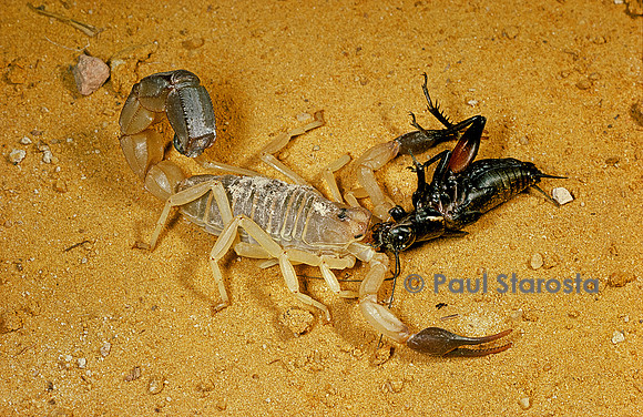 Androctonus australis - ayant capturé un grillon