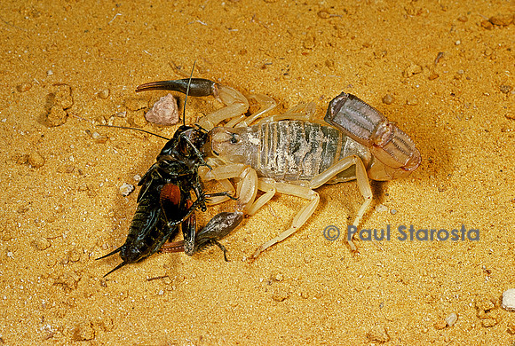 Androctonus australis - ayant capturé un grillon