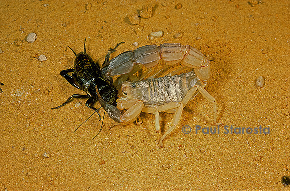 Androctonus australis - ayant capturé un grillon