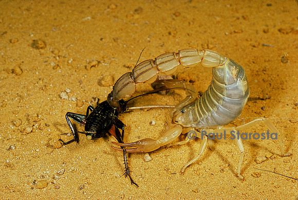 Androctonus australis - capturant un grillon