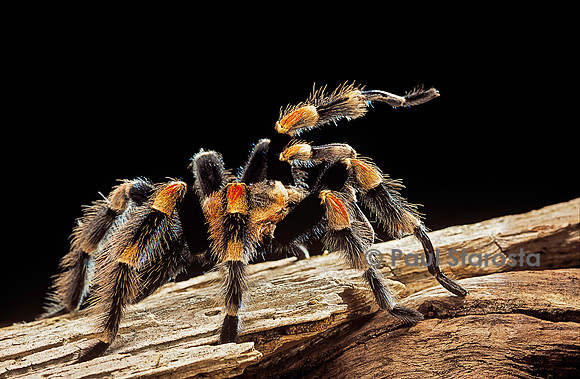Brachypelma smithi (mygale)