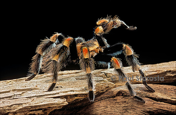 Brachypelma smithi (mygale)