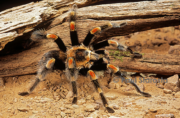 Brachypelma smithi (mygale)