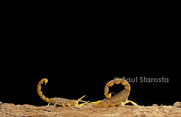 Buthus occitanus (scorpion languedocien) - couple