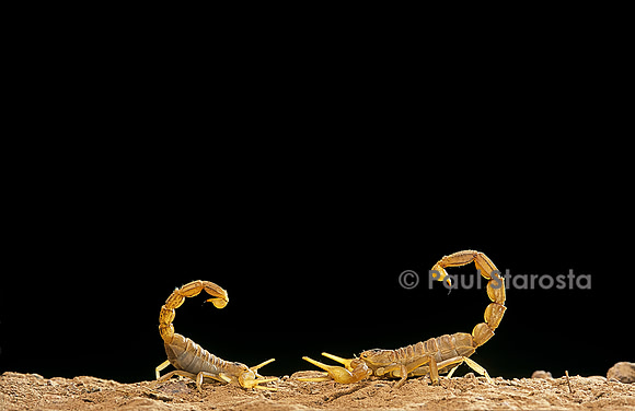 Buthus occitanus (scorpion languedocien) - couple