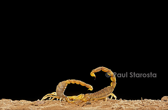 Buthus occitanus (scorpion languedocien) - couple