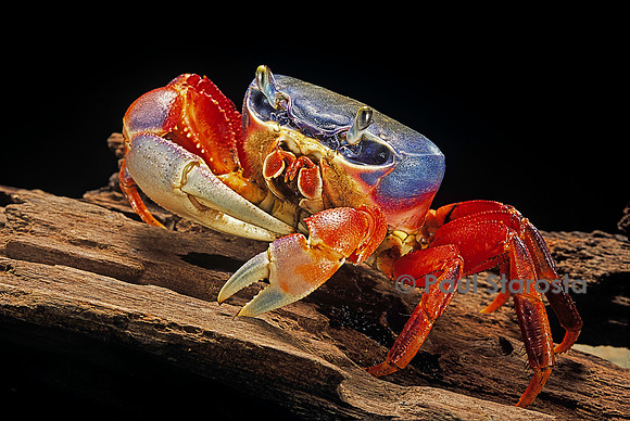 Cardisoma armatum (crabe terrestre)