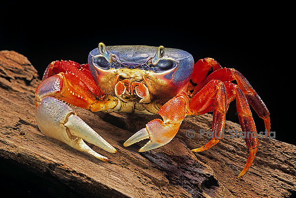 Cardisoma armatum (crabe terrestre)