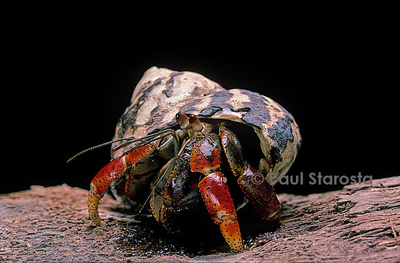 Coenobita clypeatus (bernard l'hermite terrestre)