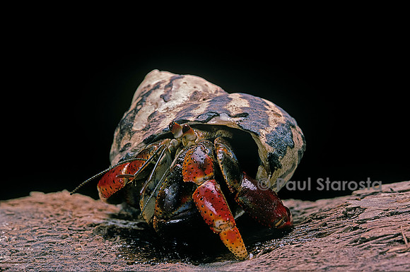 Coenobita clypeatus (bernard l'hermite terrestre)