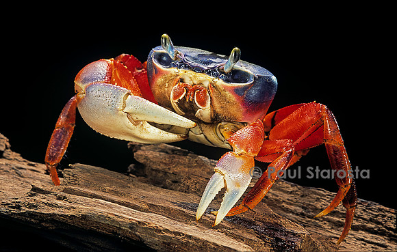 Cardisoma armatum (crabe terrestre)