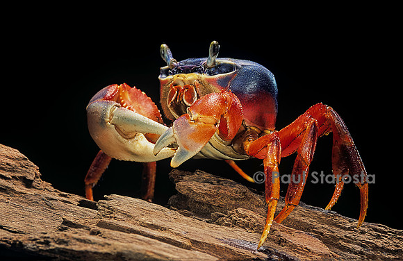 Cardisoma armatum (crabe terrestre)