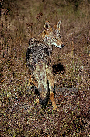 Canis aureus (chacal doré)